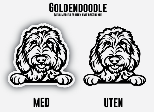 Goldendoodle