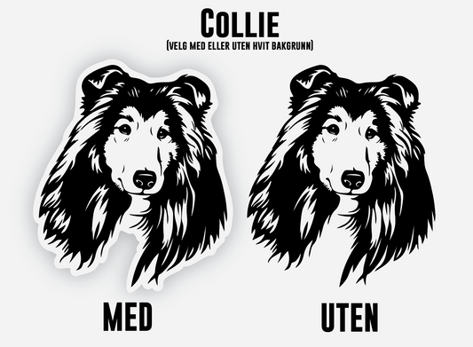 Collie