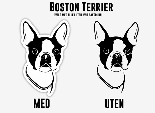 Boston Terrier