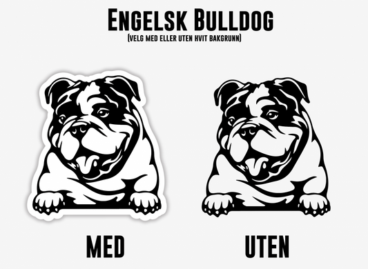 Engelsk Bulldog