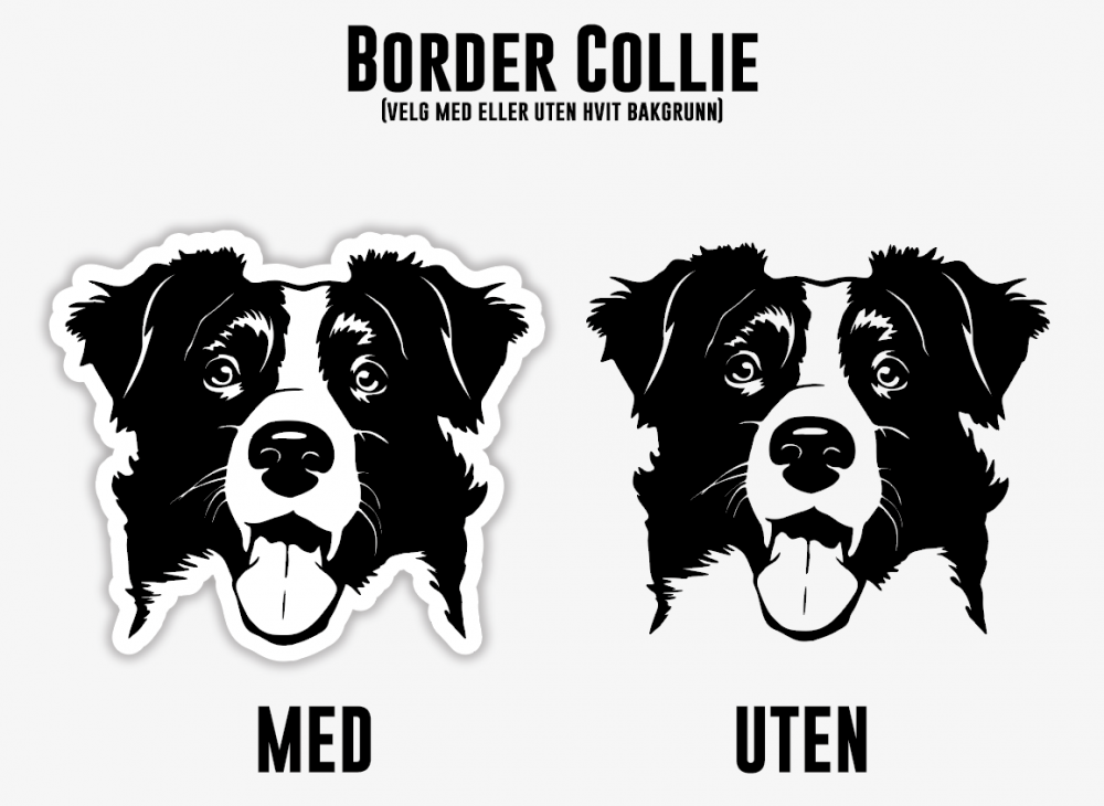 Border Collie