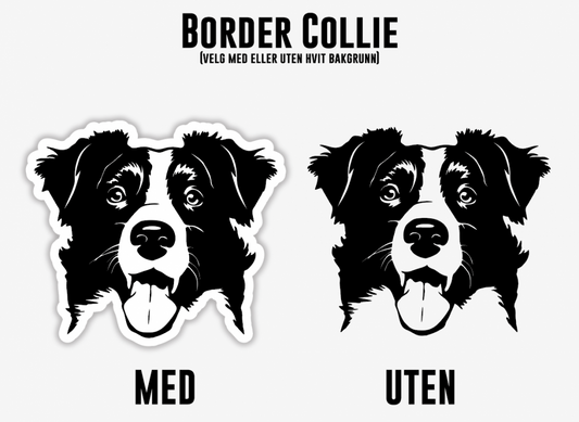 Border Collie