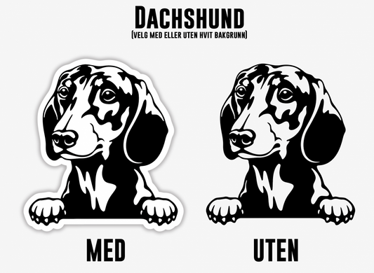Dachshund