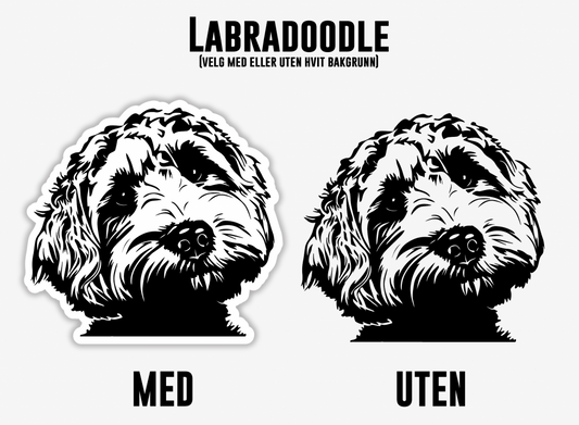 Labradoodle